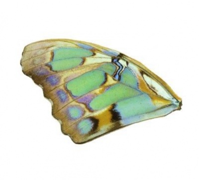 SIPROETA STELENES FRONT WING